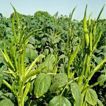 GUAR-Seeds